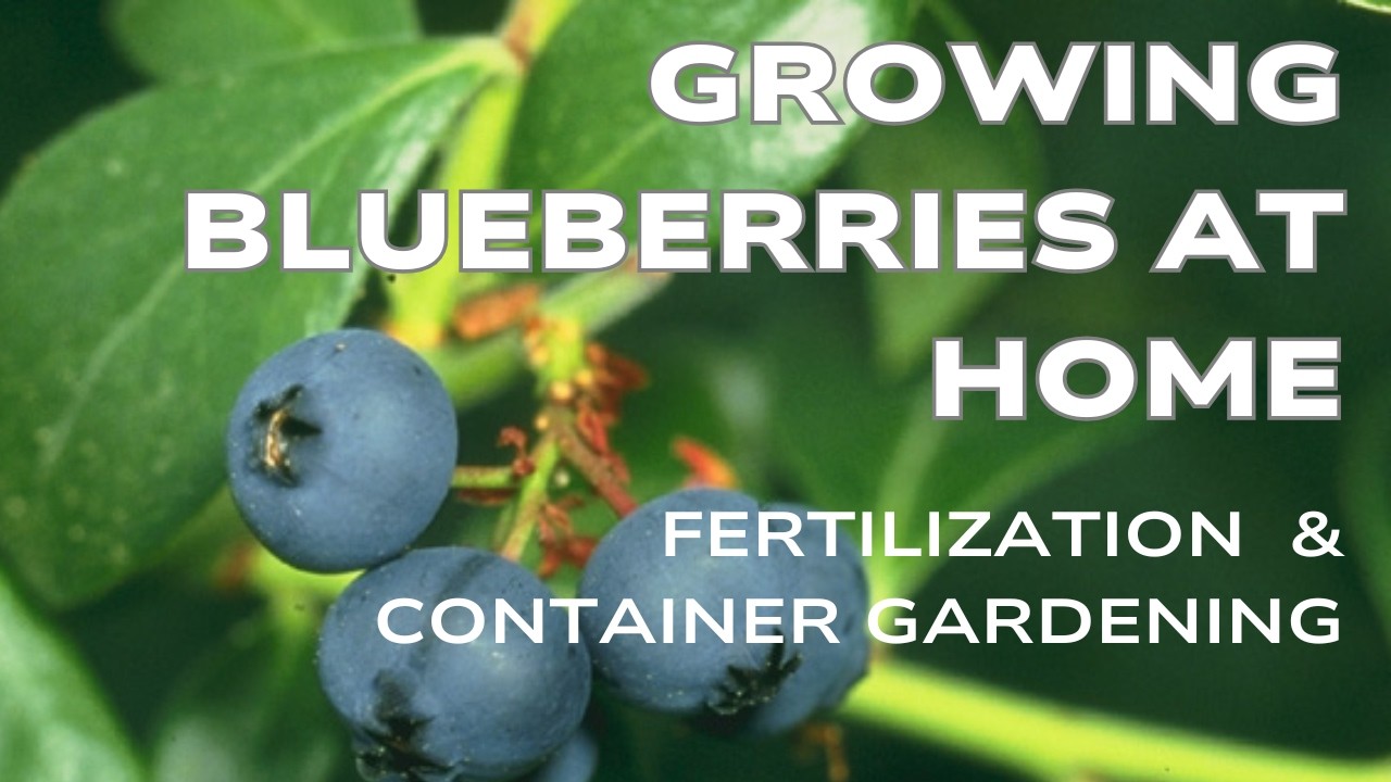 Blueberry fertilization & container growing