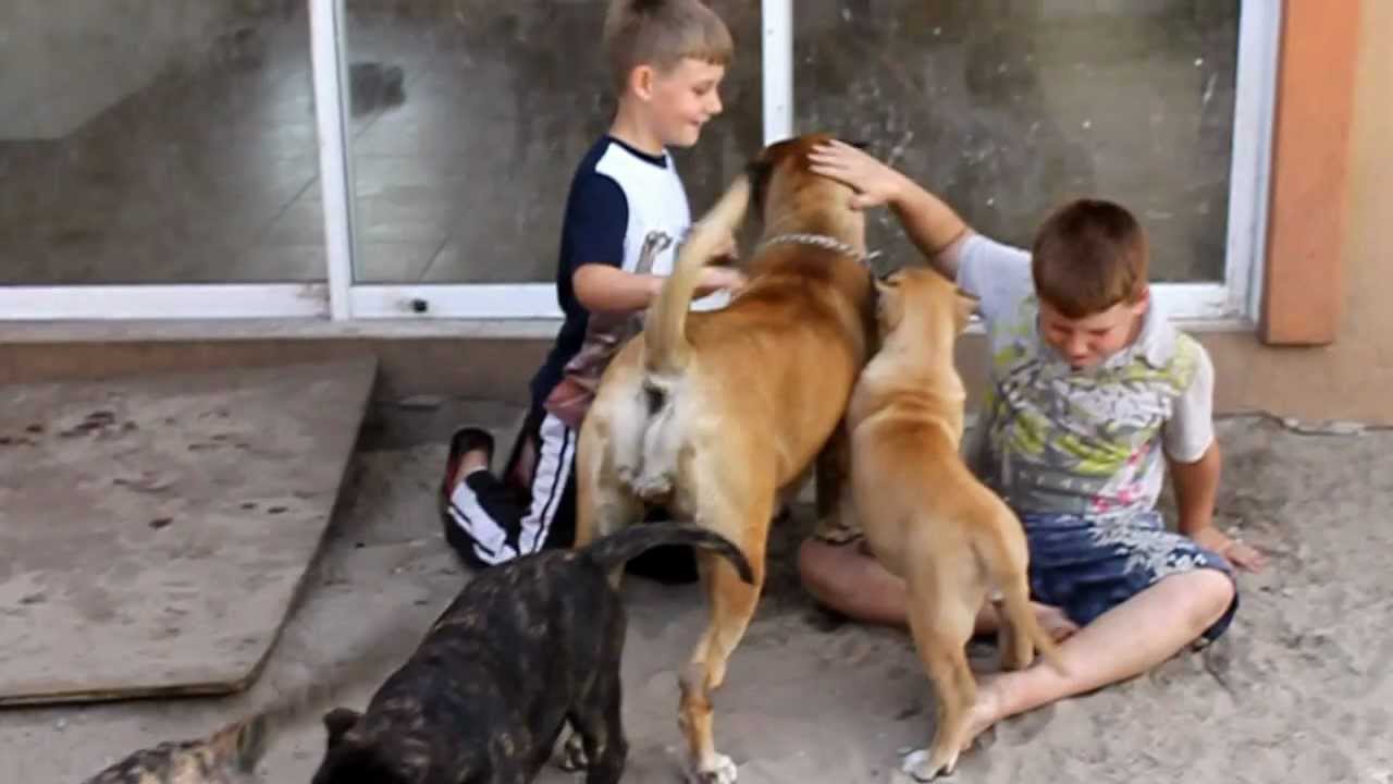 Bravo Kennel presents 