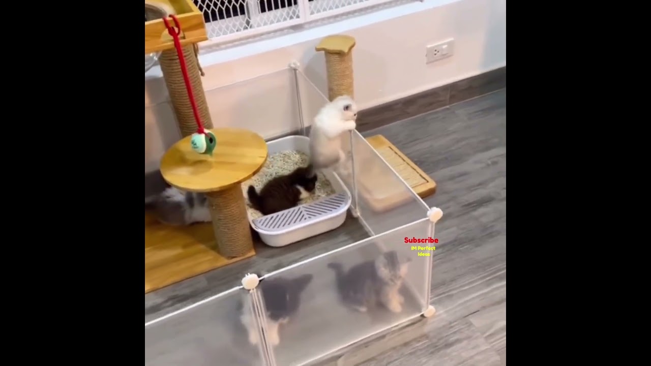 😂cute cats kittens escape🤣cat kitten escape at last😅funny