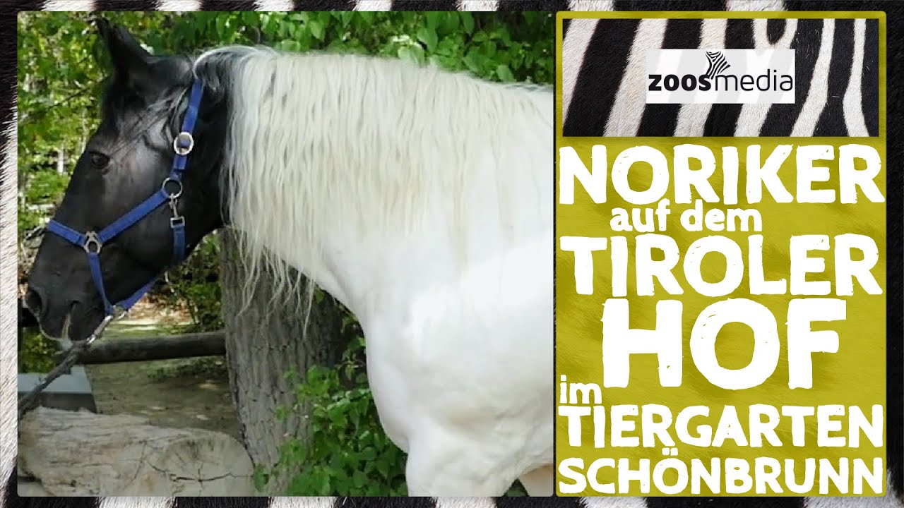 Zoo Vienna: NORIKER - gefährdete Pferde | zoos.media