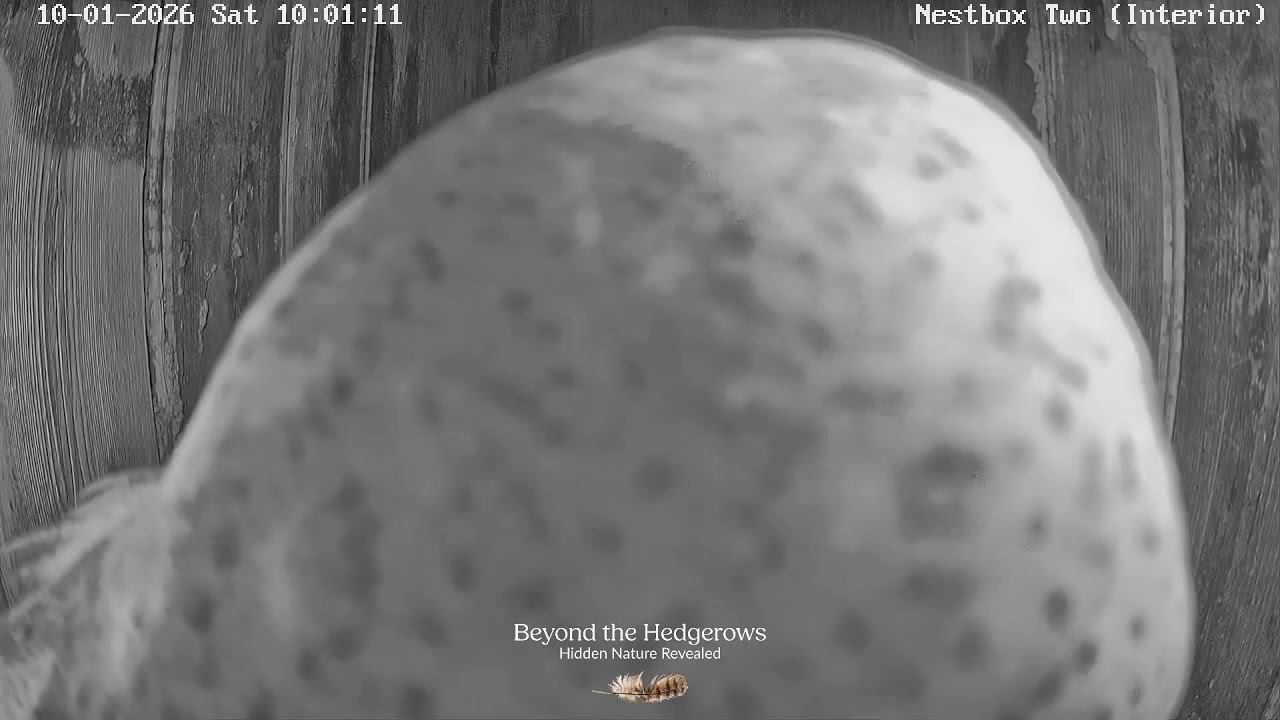 🔴 LIVE NEST CAM | Cumbrian Barn Owl Nestbox Cameras
