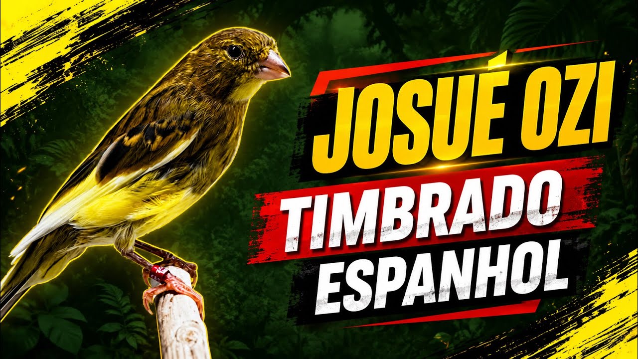 VENHA comigo no CANARIL de JOSUÉ OZI criador desde 2014 de canário TIMBRADO ESPANHOL