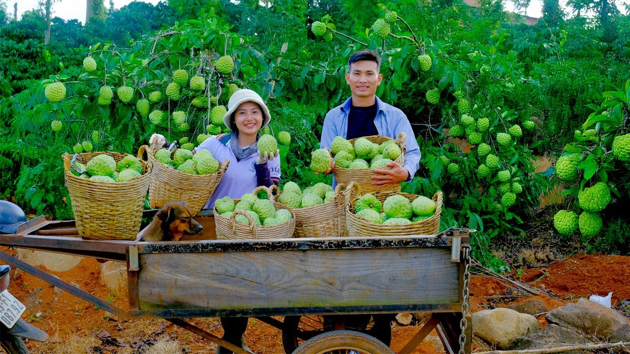 Harvest Custard Apples Goes To Market Sell, Pick Greens For The Chickens, Care For Sweet Corn.
