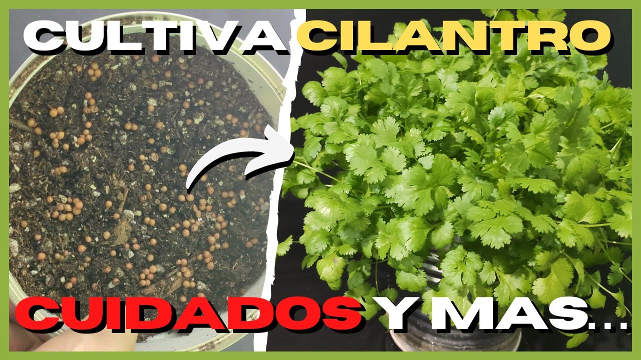Como SEMBRAR CILANTRO en CASA 🍀 Paso a paso