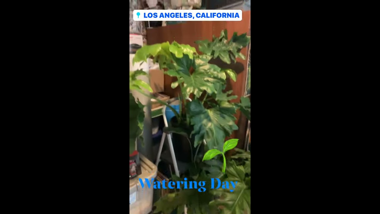Plant goals!!