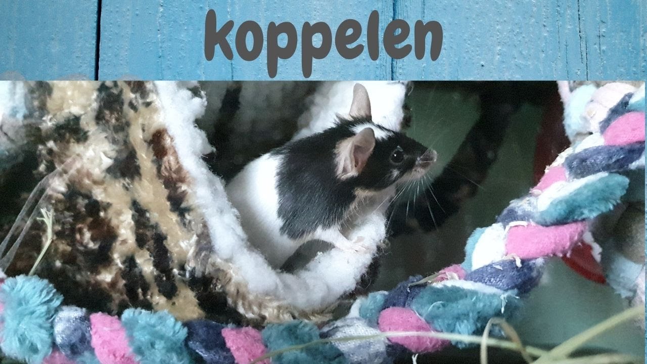 MUIZEN KOPPELEN nieuwe muisjes!!  #20 (Zoo-cember)