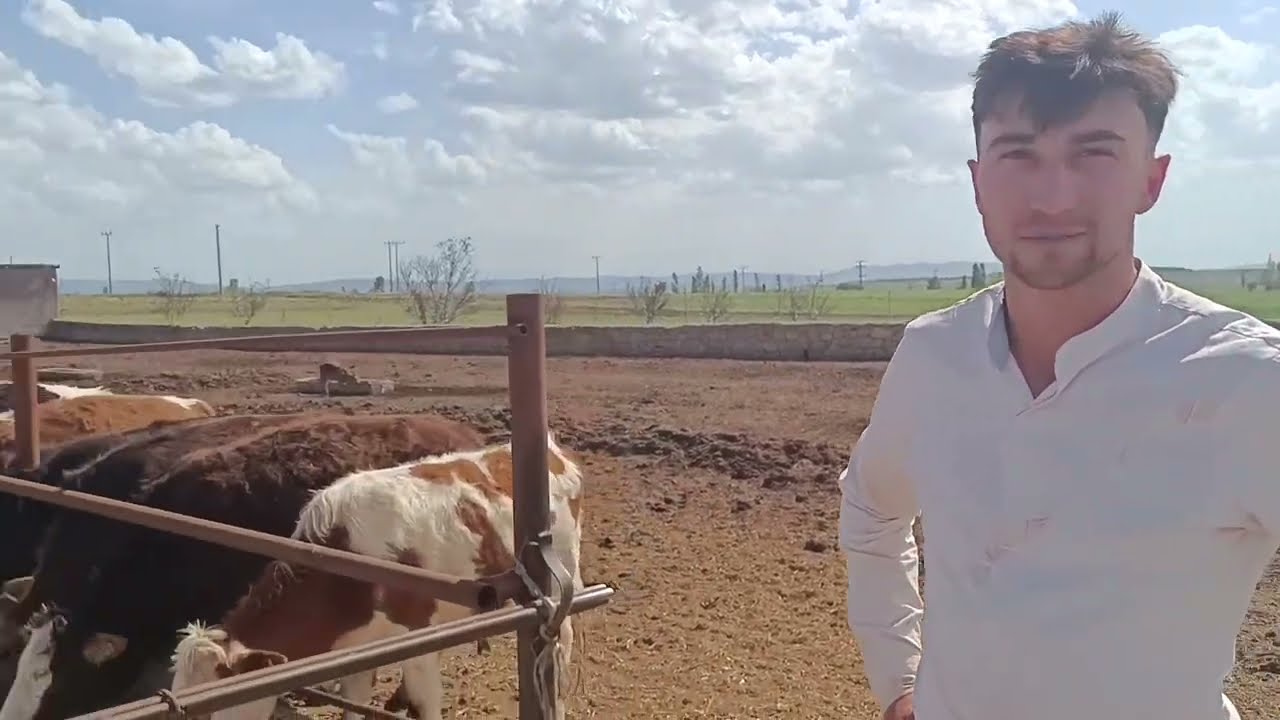TEK BAŞINA 200 İNEK BAKIYOR DAHA YOK MU DİYOR TEK VİDEO 2 İŞLETME ( İCRAATIN İÇİNDEN )