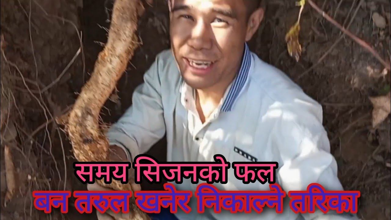 bantarul khandai || बन तरुल खनेर निकाल्ने तरिकाहरु.