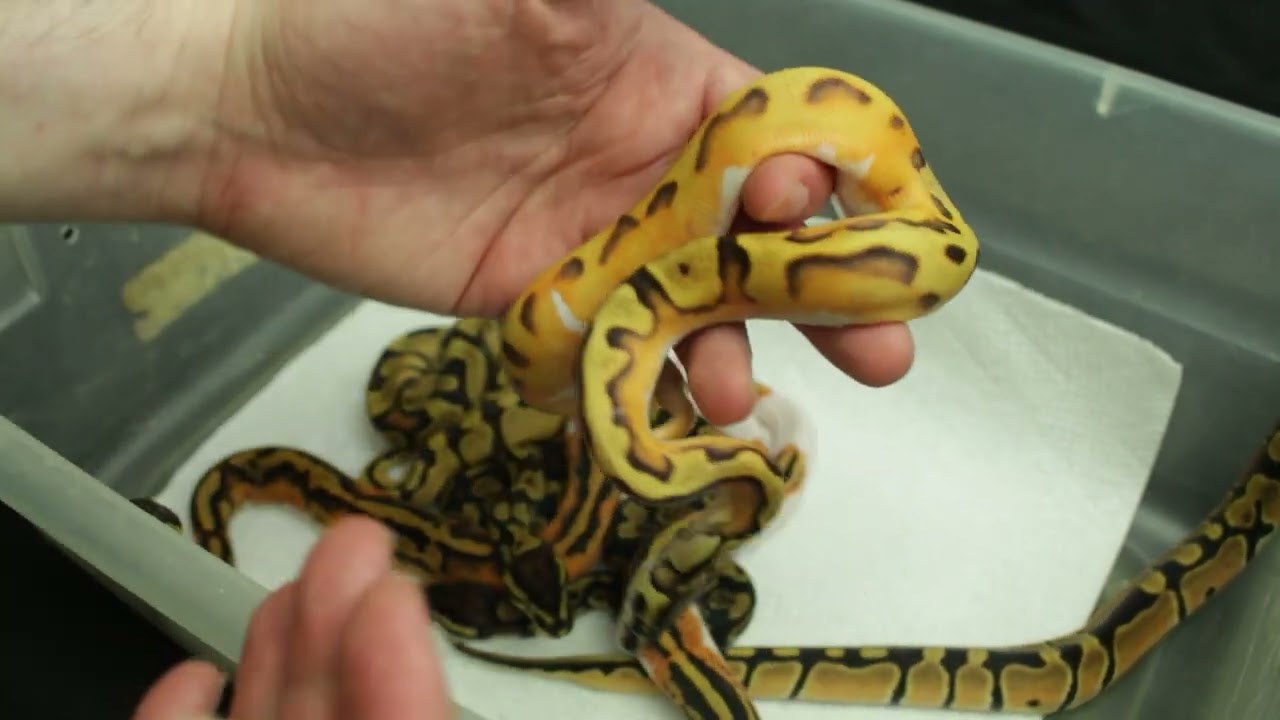 Showing some Hypo pied and Candino Genetic Stripe Clutches!
