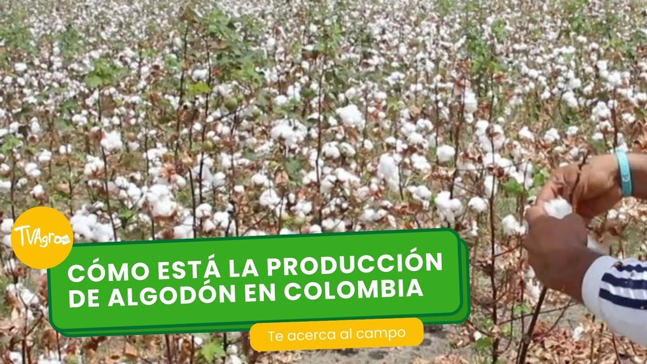 Cómo está la producción de algodón en Colombia - TvAgro por Juan Gonzalo Angel Restrepo