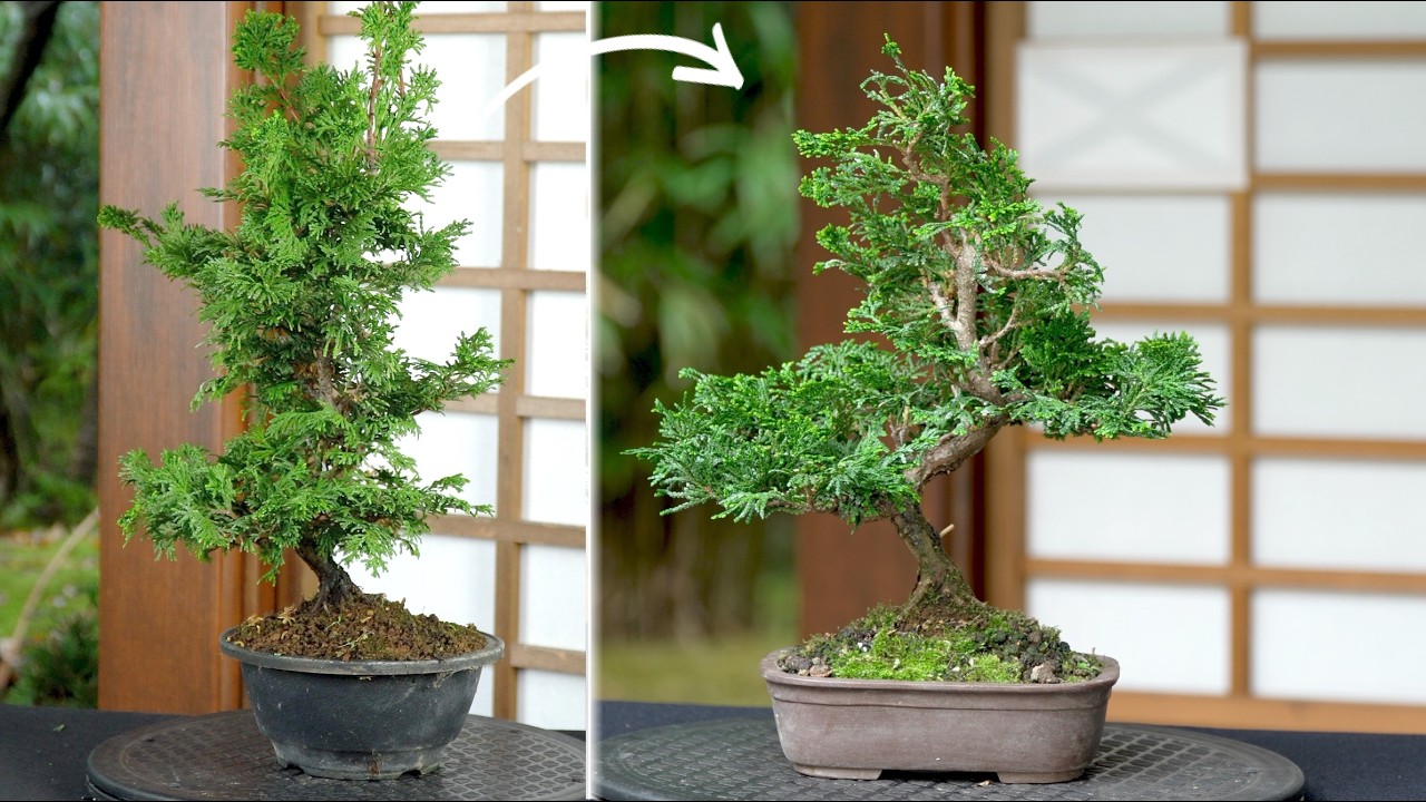 Hinoki cypress Bonsai creation