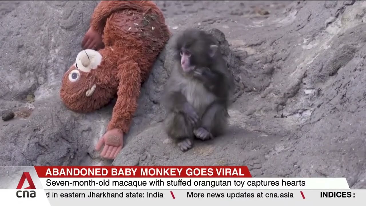 Can Punch, the abandoned baby monkey, become part of the macaque troop?