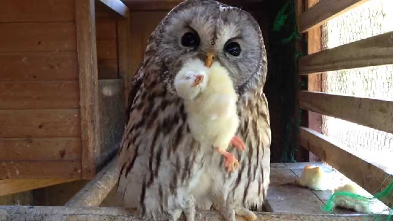 フクロウの可愛い食事風景と鳴き声 /Cute owl meal scenery and cry