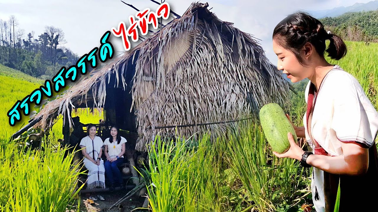 เที่ยวไปทั่วกับสาวไต-กะเหรี่ยง #18 เก็บแตงดอยสัมผัสวิถีชาวไร่สุดยอดบรรยากาศสรวงสวรรค์บนดิน