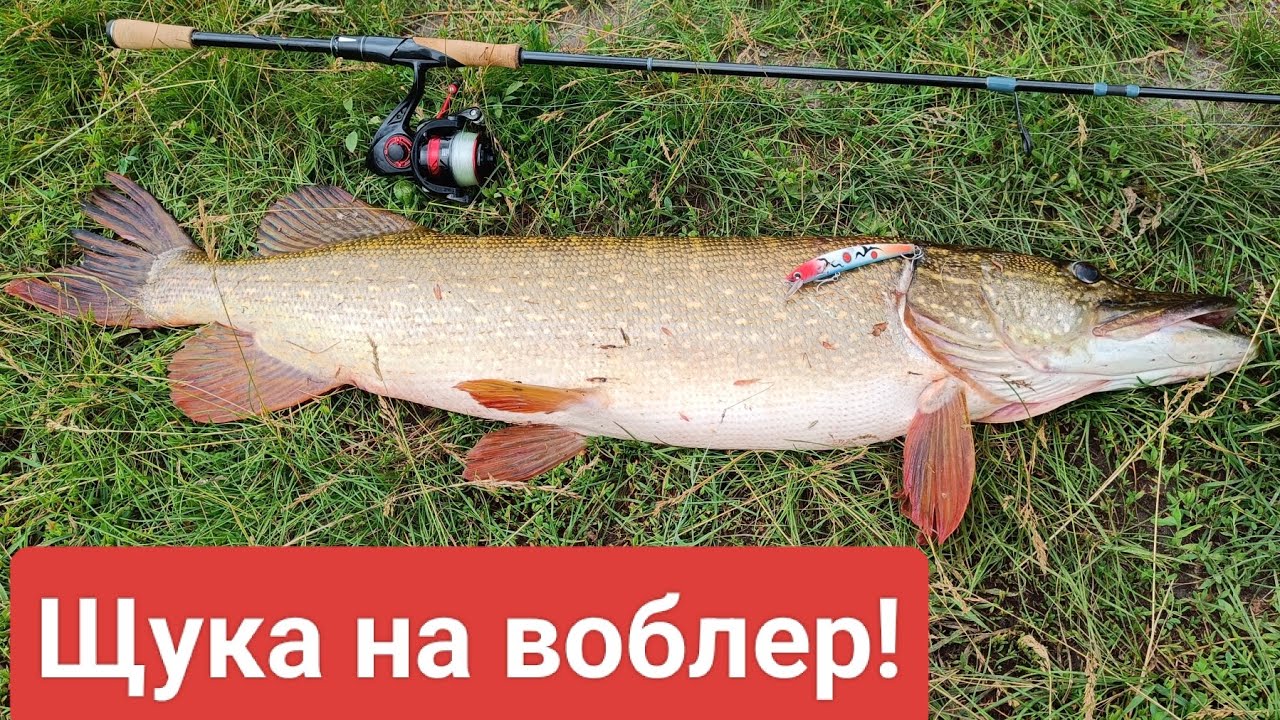 Огромная ЩУКА клюнула на воблер 💥! РЫБАЛКА С ЛОДКИ, поймали трофейную щуку!!!