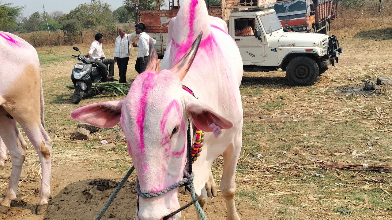 दिवटे नानाच्या शब्दाला मान देऊन बोधेगाव बैल बाजार मध्ये एका बैलाची विक्री झाली बघू शकता. 