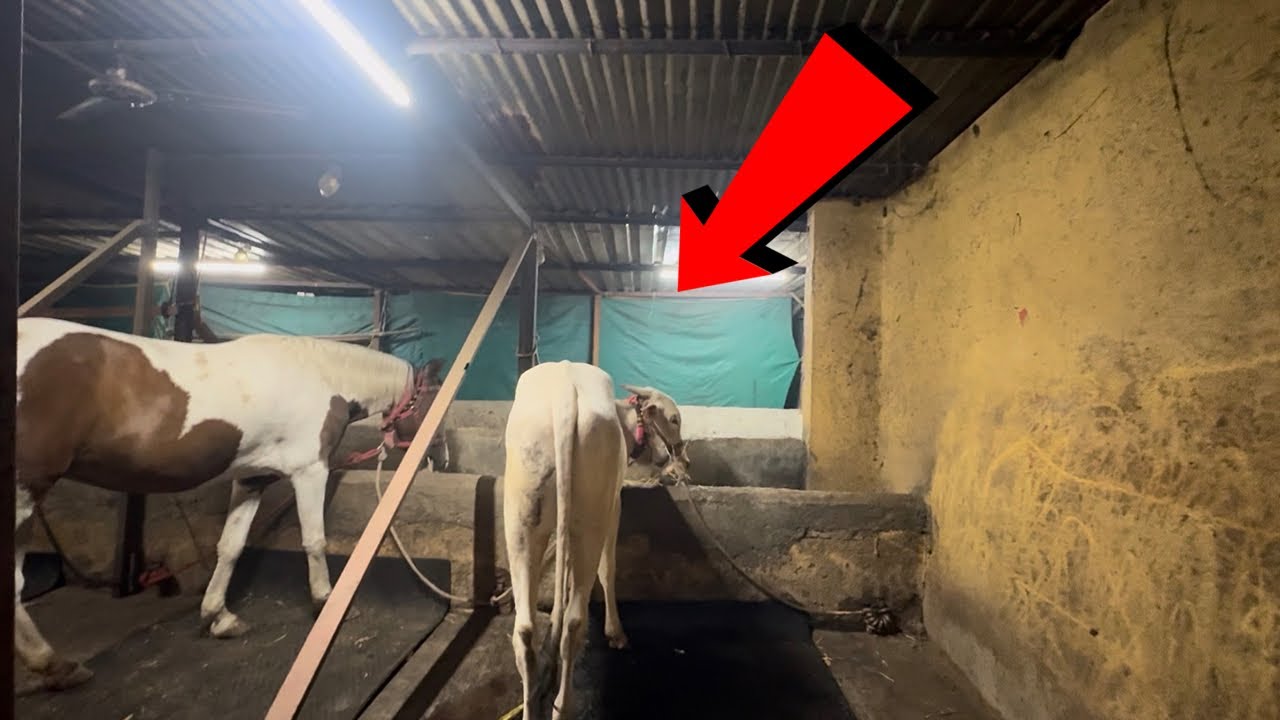 Mह्यामुळे गोठा पूर्ण बंद करावा लागला | #khillar #khillarcow 