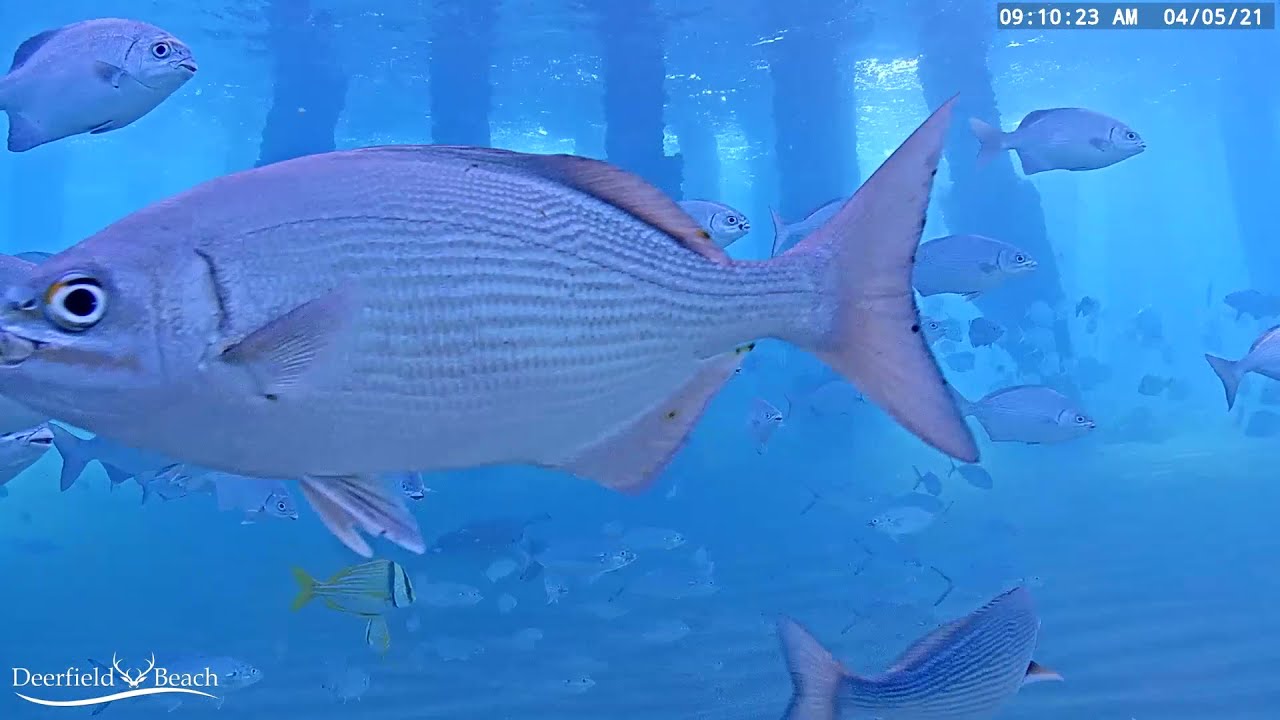 Underwater Fish Cam - April 2021 Recap