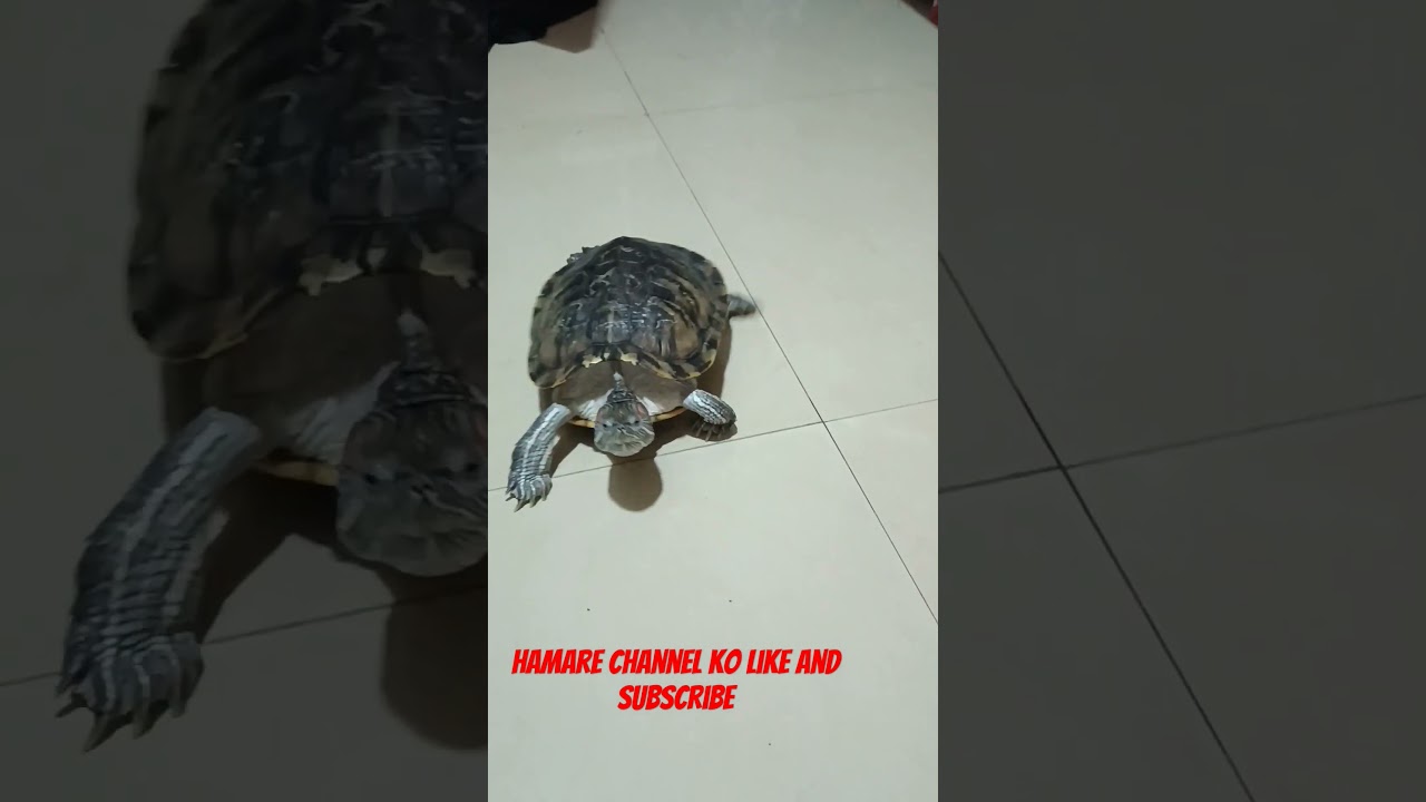 mittu twins brother कछुआ 🐢🐢