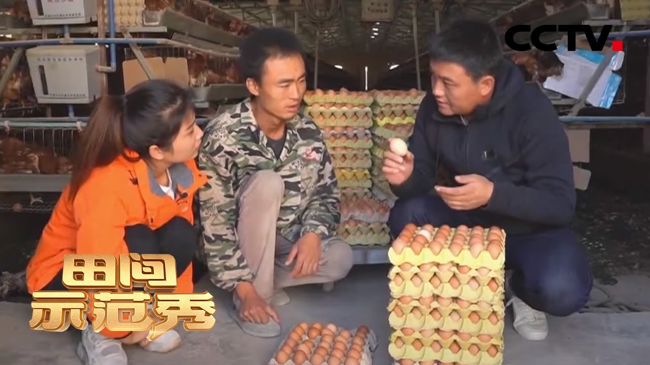 《田间示范秀》蛋鸡增产解烦忧 20200511 | CCTV农业