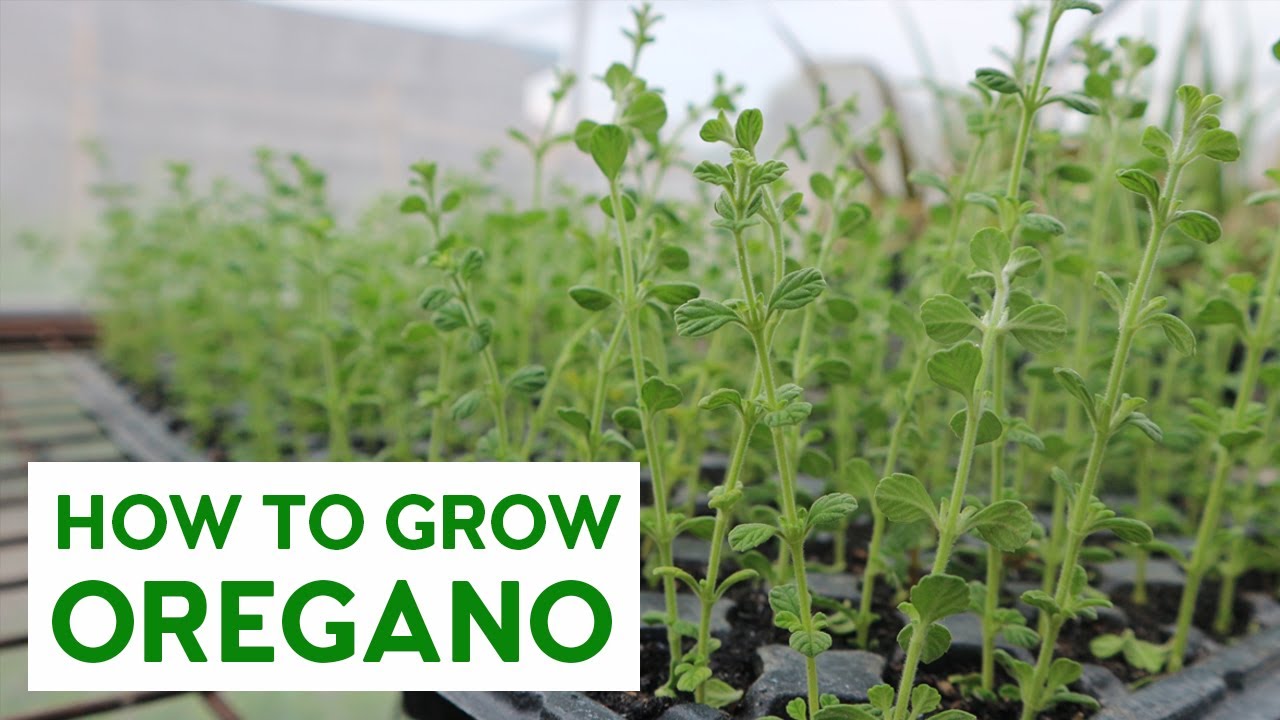 PAANO MAGTANIM NG OREGANO