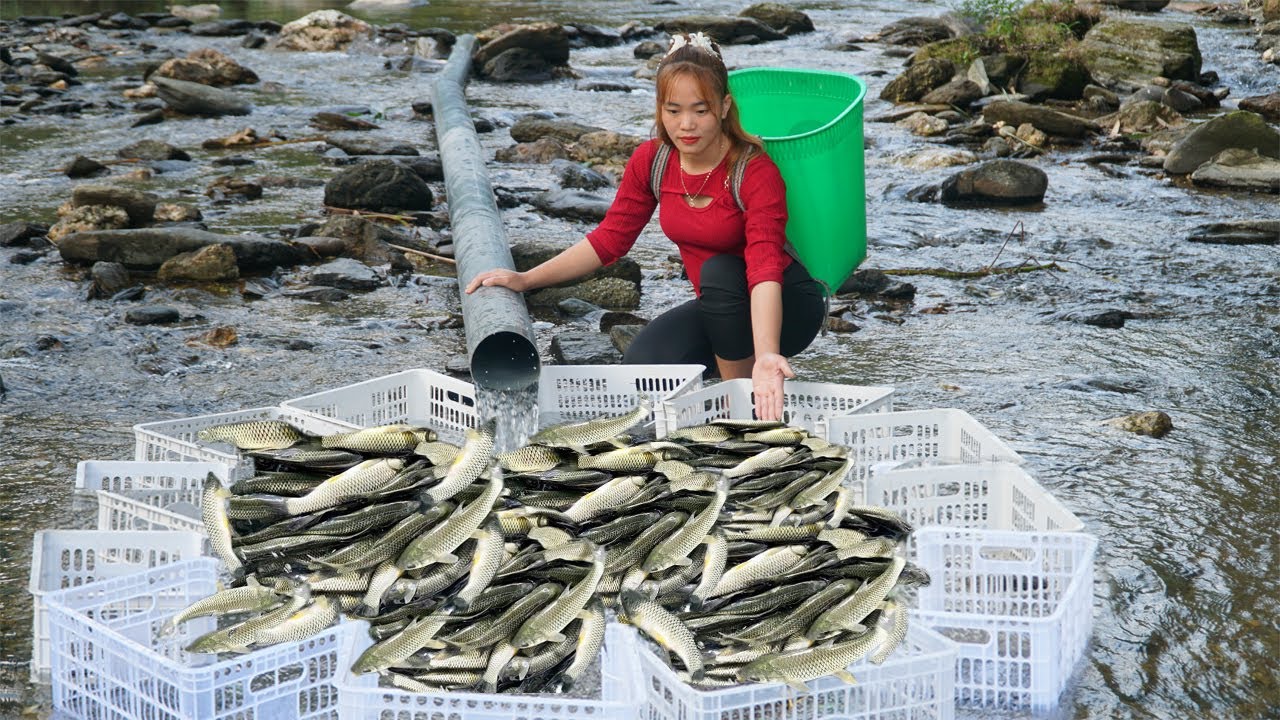 How To Trapping Fish Amazing Of  Girl / Use PC tube To Trap Fish / Harvesting A Lot Of Big Fish