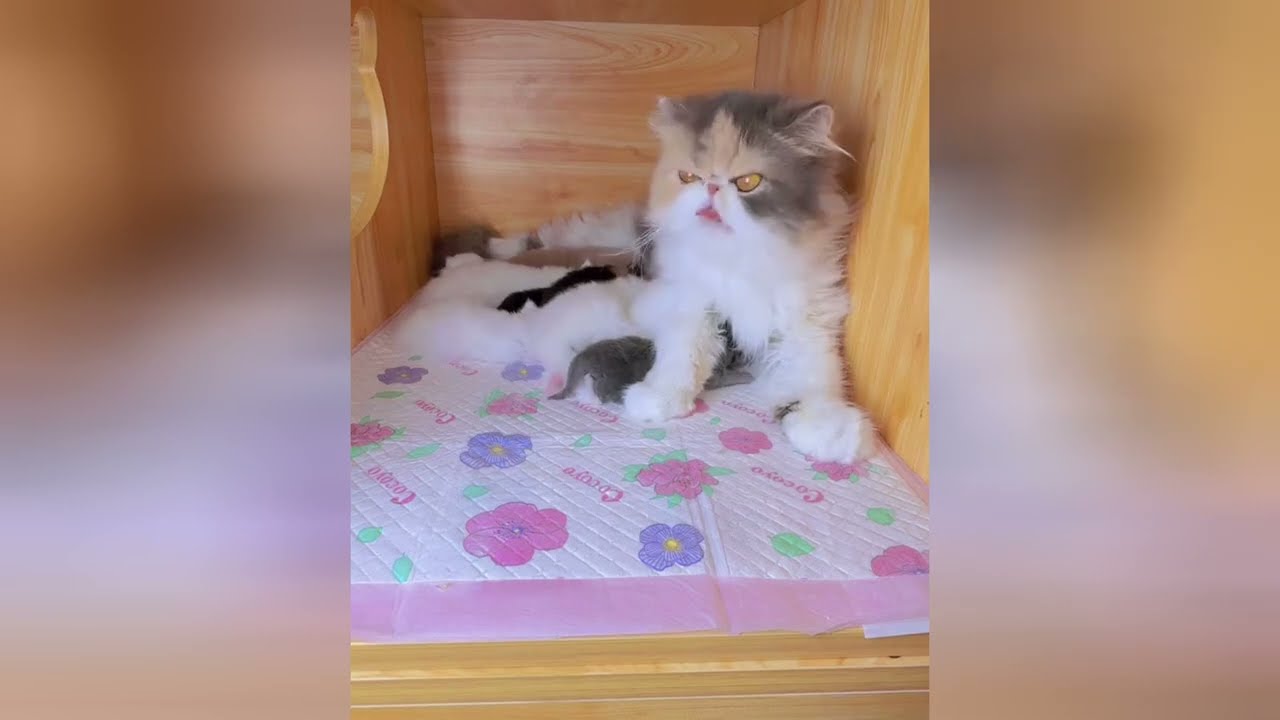 Seeing these cute kittens will brighten your whole day