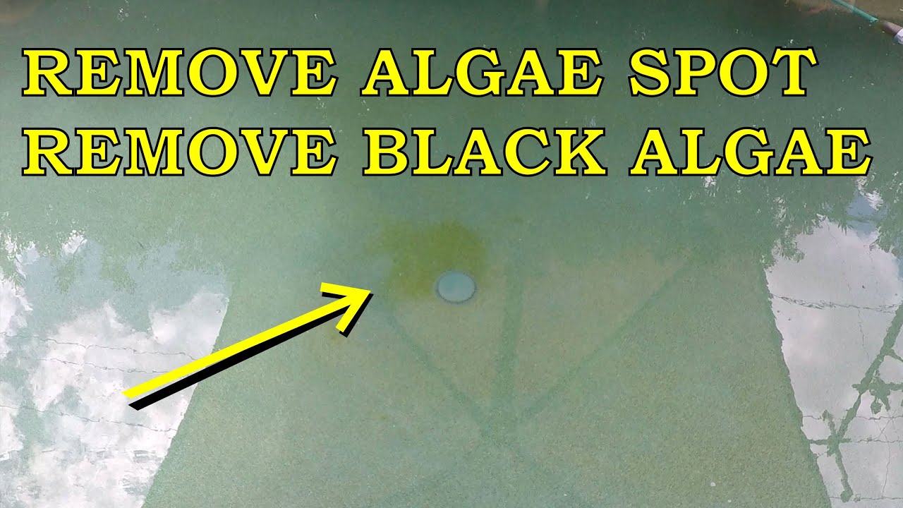 REMOVE ALGAE STAIN FROM POOL