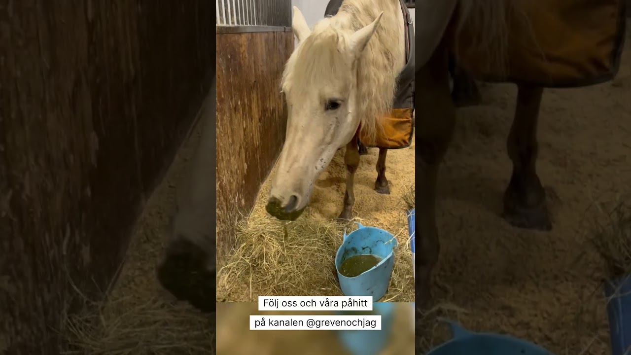 N&auml;r motivationen tryter  #dressyr #horse #h&auml;st #equestrian #purarazaespa&ntilde;ola #ridning