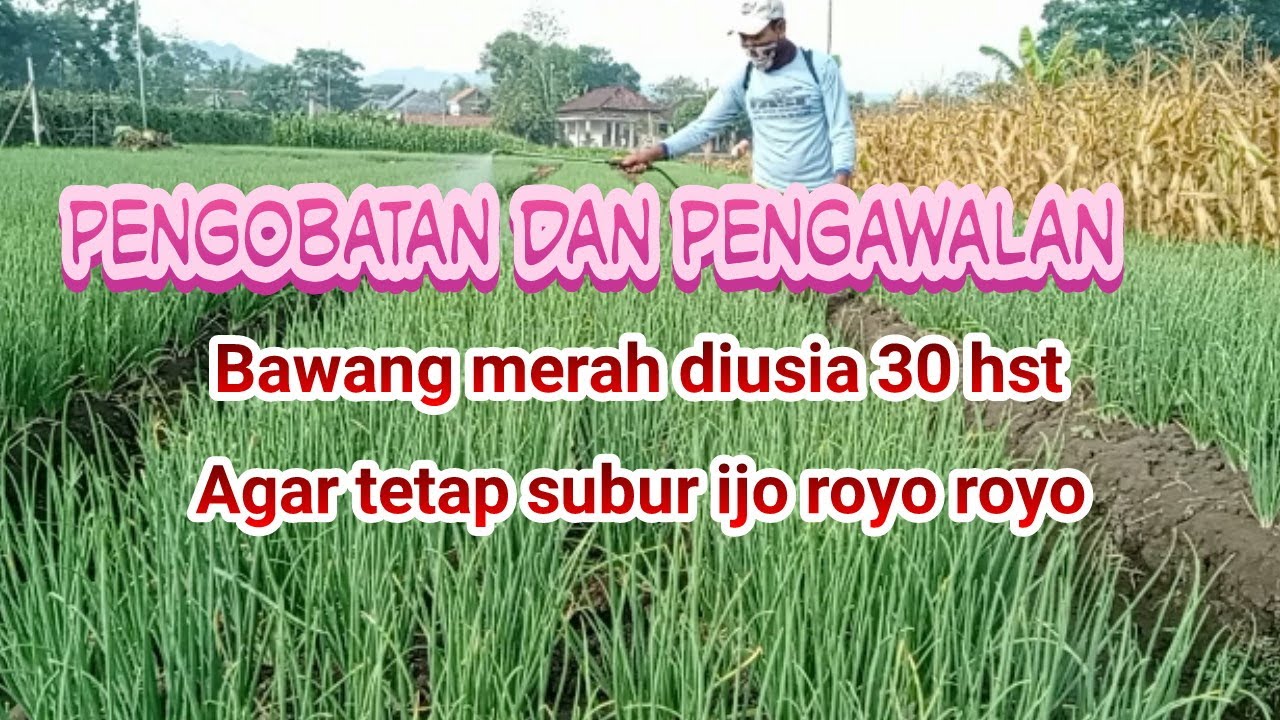 Pengobatan dan pengawalan bawang merah diusia 30 hst agar tetep subur ijo royo royo