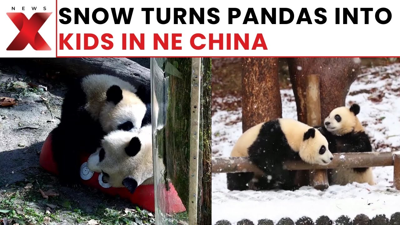 Giant Panda Twins Zhishi and Zhima Delight Visitors Playing in Snow at Harbin Pavilion