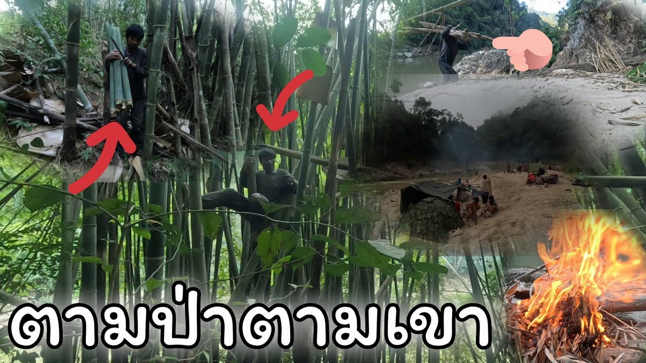 14 มกราคม ค.ศ. 2026ไชชีวีตในป่ายามละดูนาว