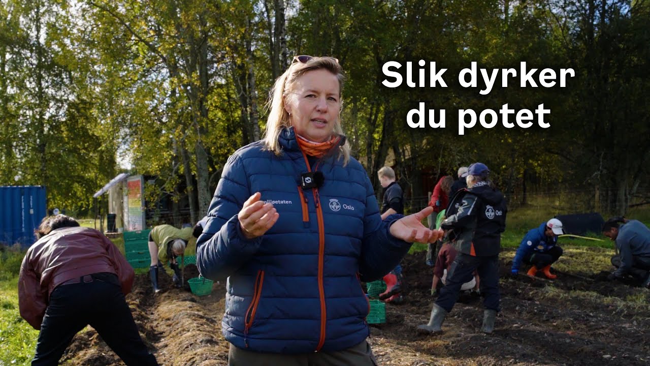 Slik dyrker du potet