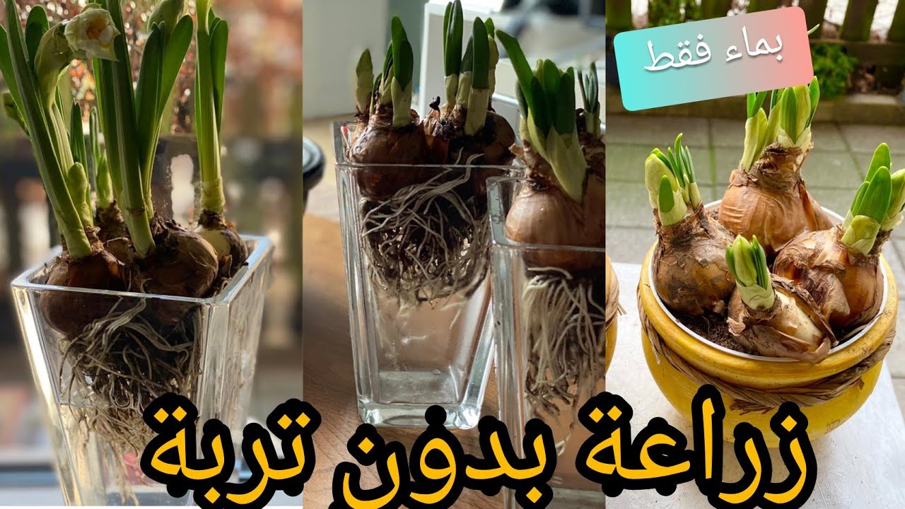 طريقة زراعة ابصال المزهرةفي بيت بكوب ماء فقط/بدون تربة/ديكور بيت الابصال الشتوية/ازرع بصلة تطلع زهرة