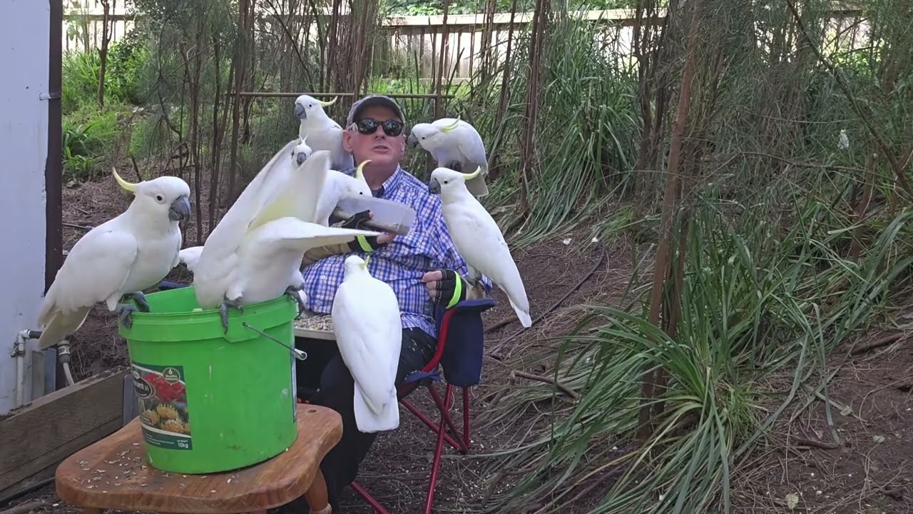 Afternoon snacks for wild birds