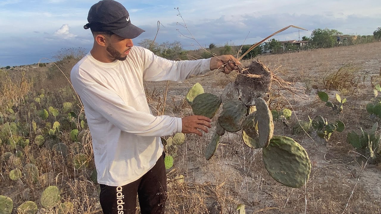 Usando as estratégias para escapar os animais no nordeste da Paraíba, veja como eu pranto a pauma