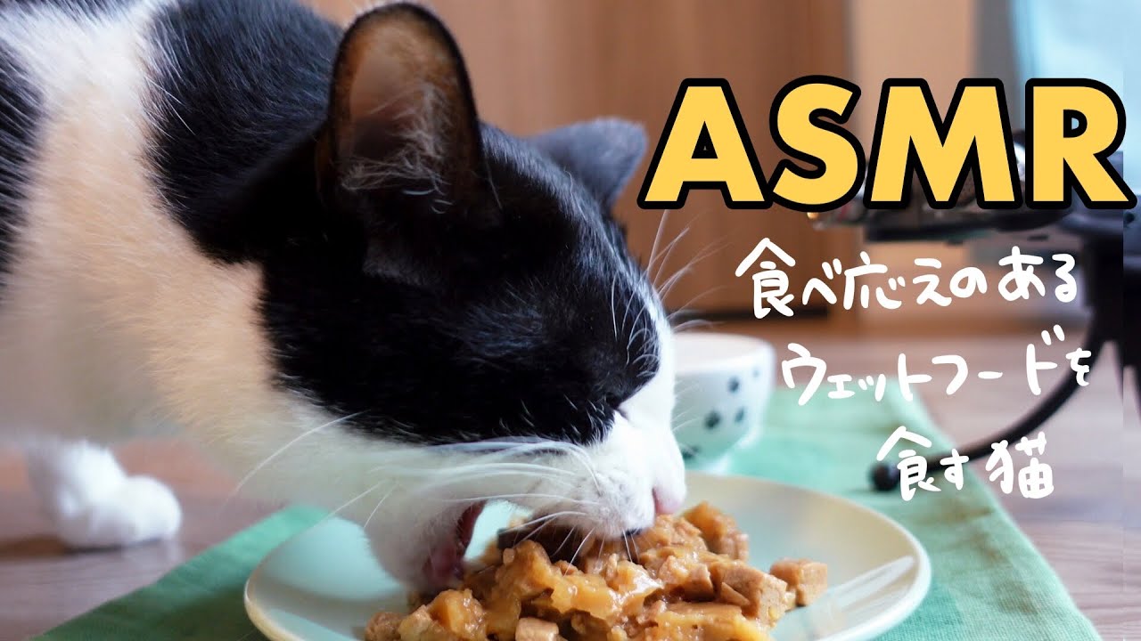 🍙👅ASMR｜がむしゃらにウェットフードを食べる猫＆グルーミング【咀嚼音】#228