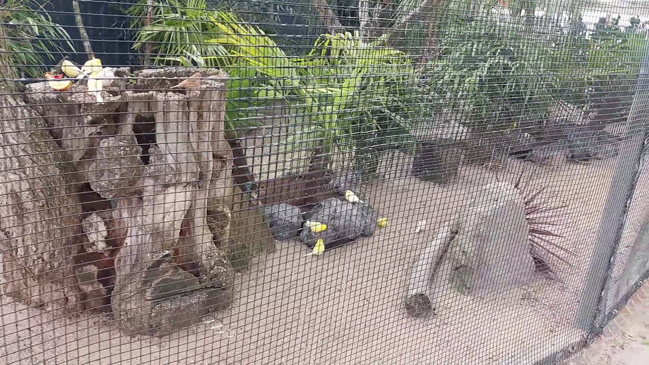 Woliera z kanarkami w Pairi Daiza.