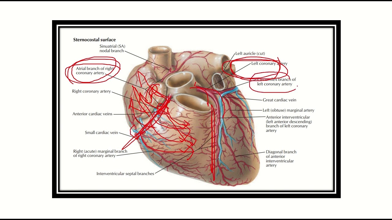 Right coronary area supplied area MRCS question solve (CRACK MRCS)