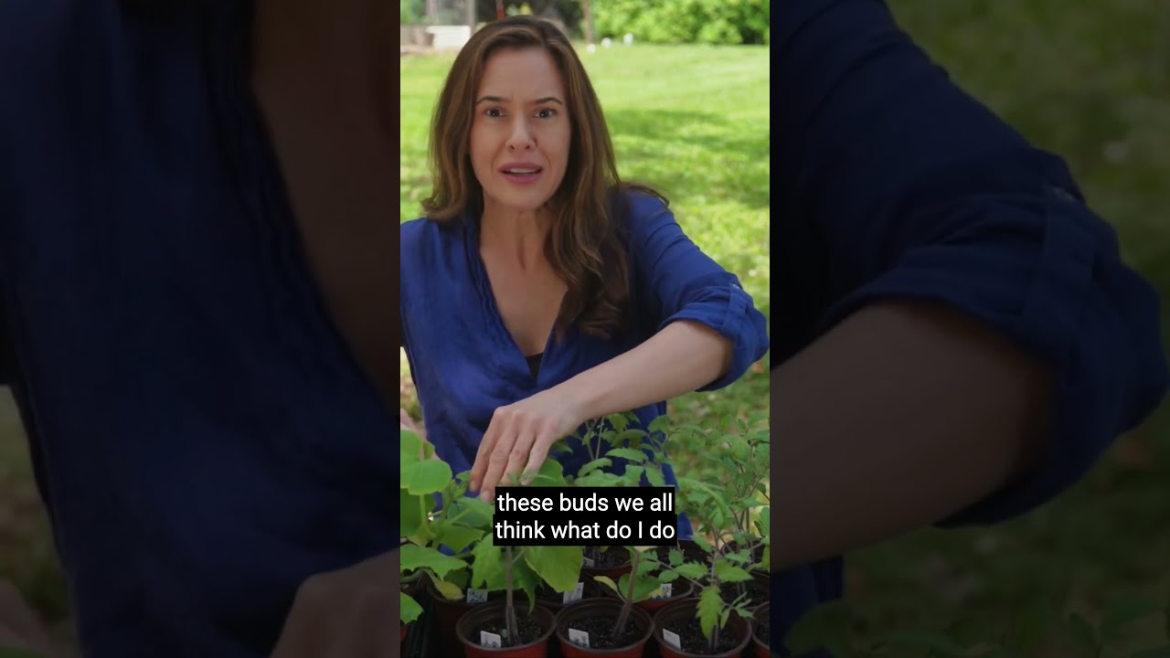 Removing Buds from Immature Plants