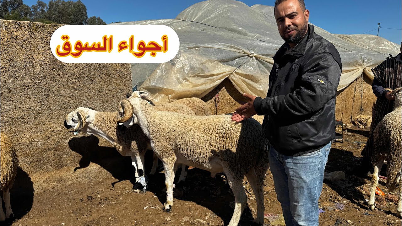 صدمة فسوق الثلاثاء الخميسات!!الرحبة شاعلة🔥ثمن الغنم وصل لحد خيالي😱واش هادشي معقول؟!🐑