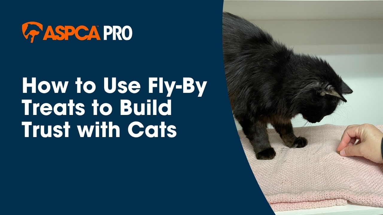 Fly-By Treats for Anxious Animals