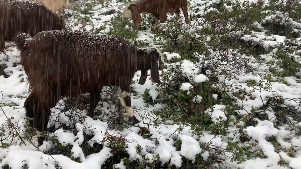Çöl Keçileri 🐐KAR ❄️yağışı altında Halep Keçisi keyifler yerinde Maşallah #Halepkeçisi #halepoğlak