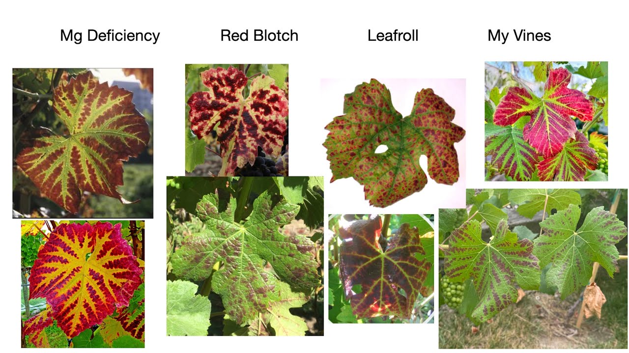MBV: Season 4: Episode 5: Are my red leaves caused by nutrient deficiency or viral disease?