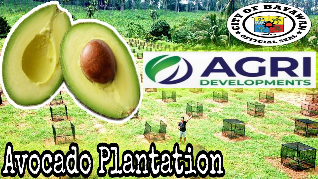 AVOCADO and MANGO Plantation | AGRI Developments | Bayawan City