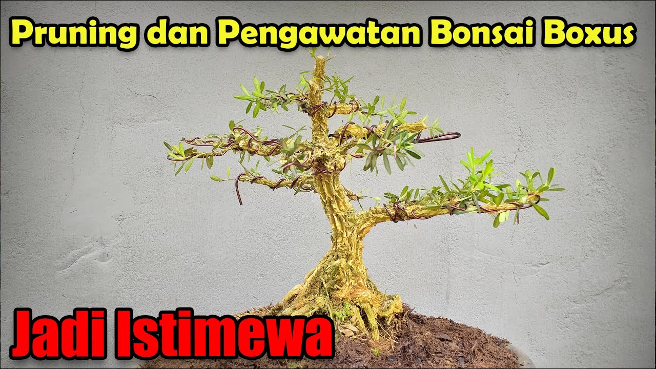 Cara Prunning dan Pengawatan Bonsai Boxus