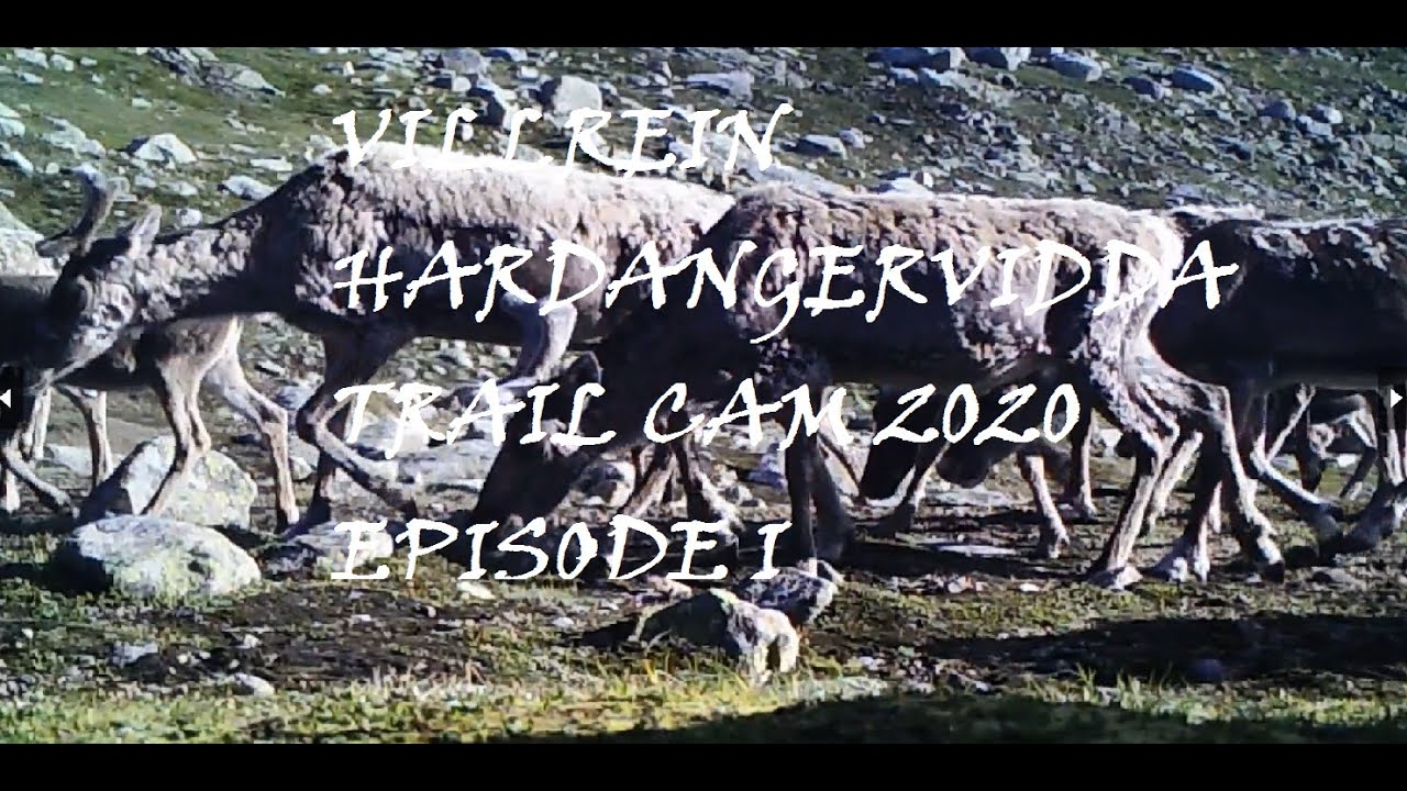 Villrein Hardangervidda TrailCam 2020 Episode I