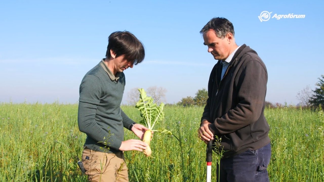 Takarónövények a talajművelés nélküli növénytermesztésben - Notill technológia (2. rész)
