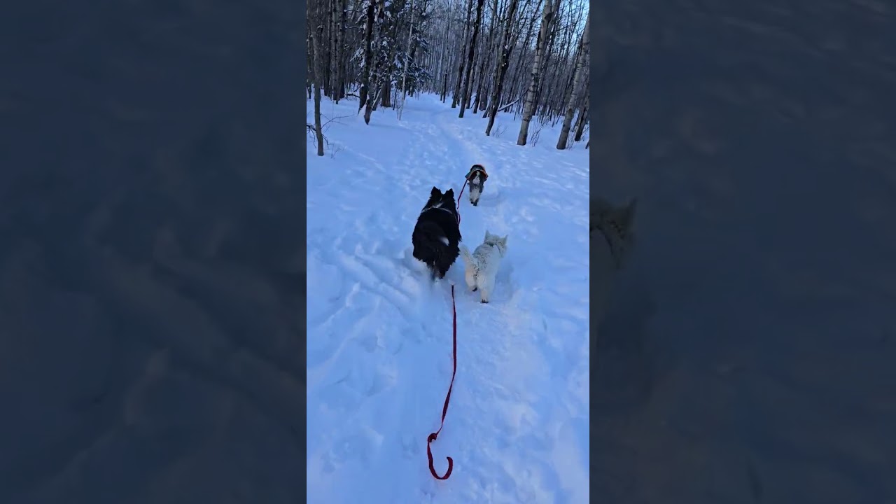 1. Wednesday Feb 18th park walk with Felix, Chewy, Pepe & Rue 