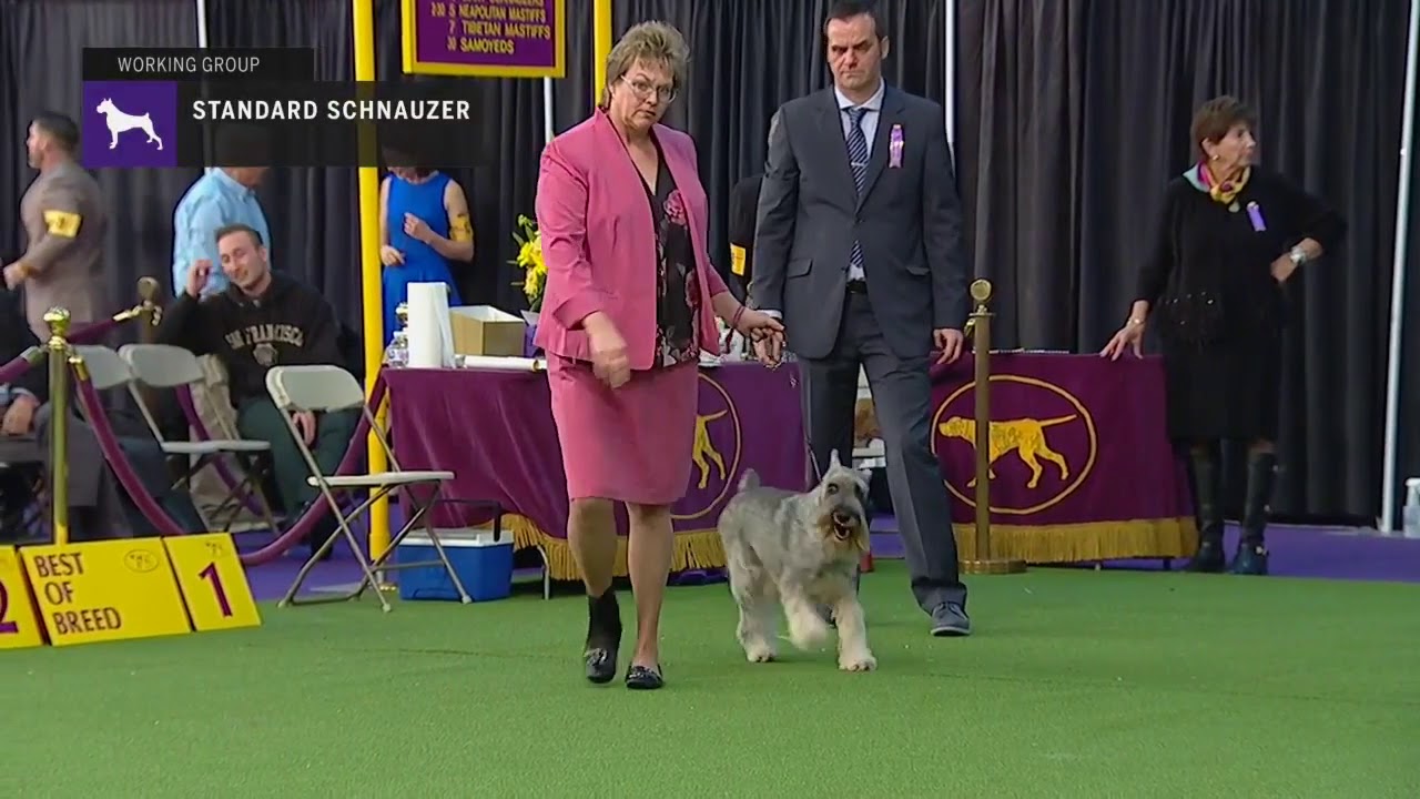 Standard Schnauzers | Breed Judging 2019